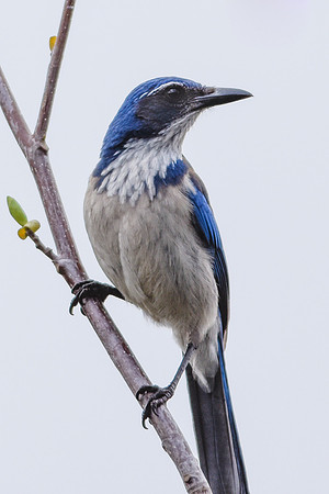 Scrub Jay