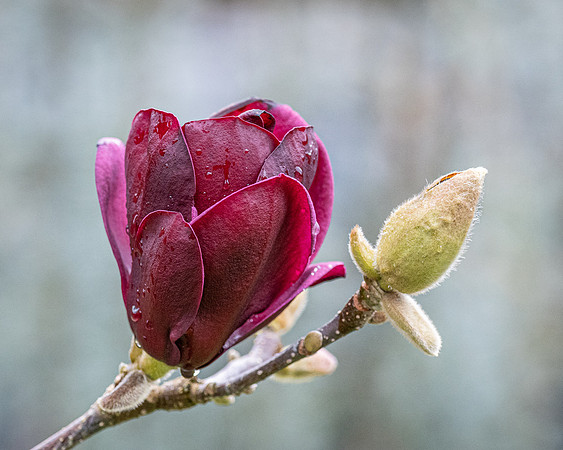 Magnolia