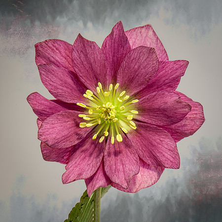 Hellebore #2