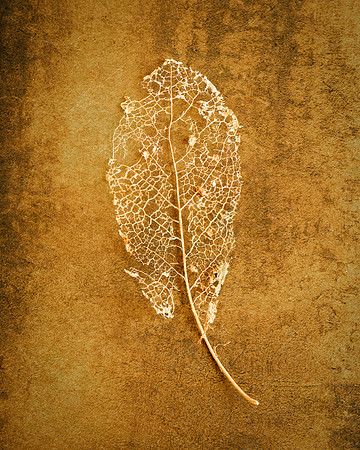 Decay