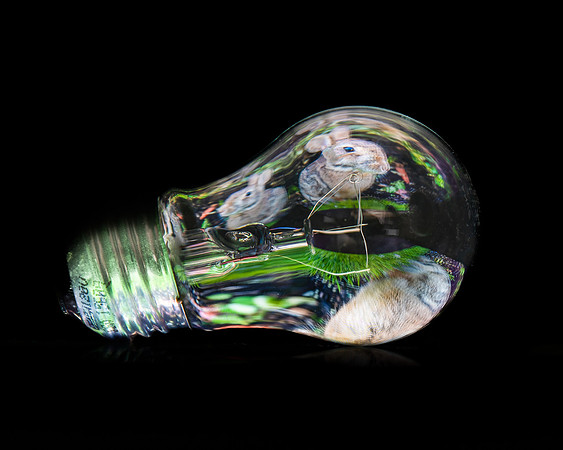 Bunny Bulb