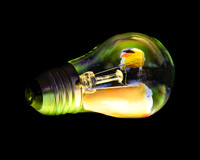 Goldfinch Bulb
