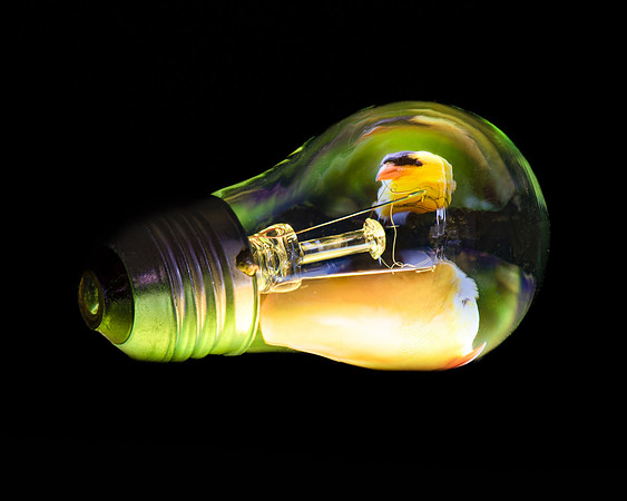 Goldfinch Bulb