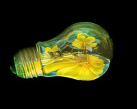 Sunflower Bulb
