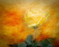 Young Rose