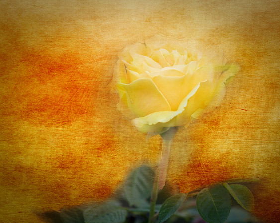 Young Rose
