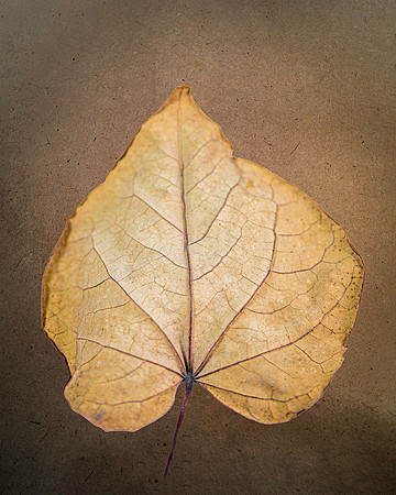Life Lines
