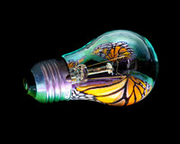 Bu8tterfly Bulb