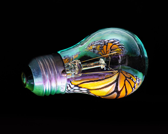 Bu8tterfly Bulb