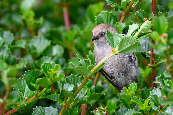 Bushtit female