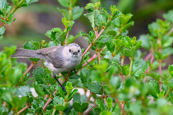 Bushtit male