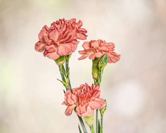 Carnations
