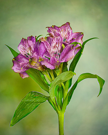 Fading Alstroemeria