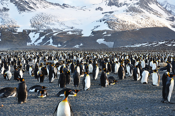 Lots of Kings - South Georgia Island