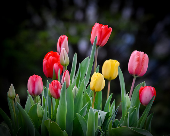 Spring Color