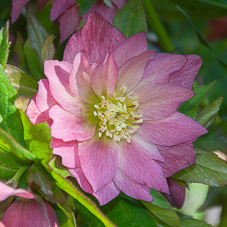 Hellebore