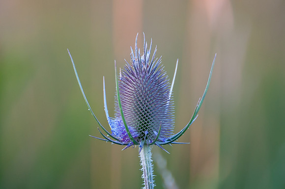 Teasel
