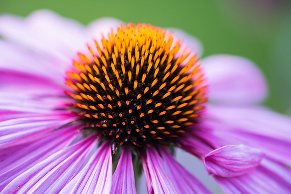 Cone Flower