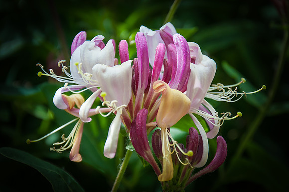 Honeysuckle