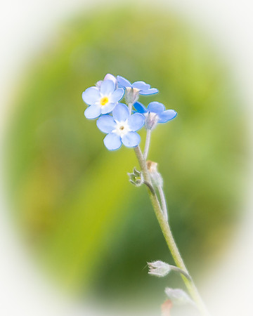 Delicate Blue