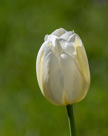 White on Green