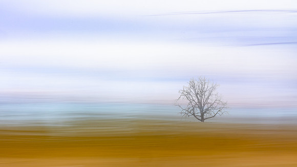 Old Oak Tree