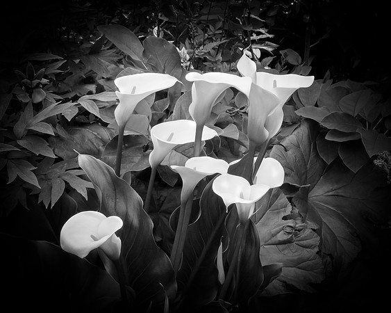 Calla Lillies