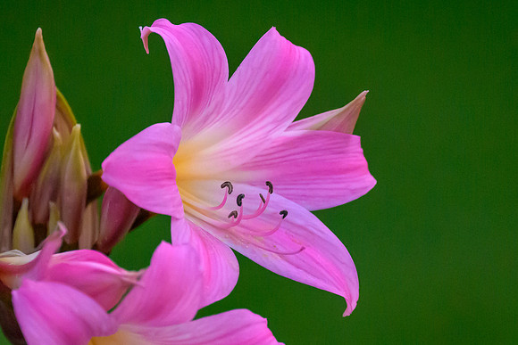 Bella Donna Lily