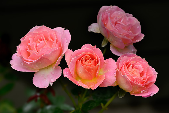 Roses