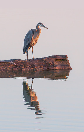 Golden Garden Heron